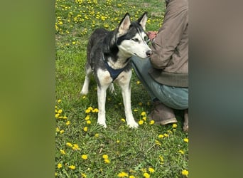 Lejla, geb. 01.09.2020, 50 cm, wartet auf ihr Glück