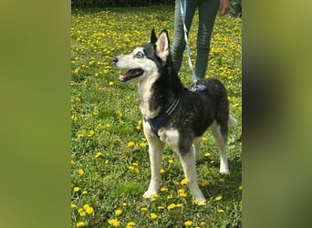 Lejla, geb. 01.09.2020, 50 cm, wartet auf ihr Glück