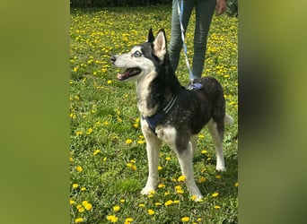 Lejla, geboren 01.09.2020, 51cm sucht ihr Glück