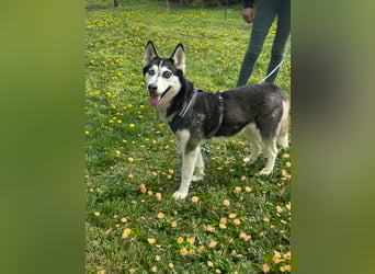 Lejla, geboren 01.09.2020, 51cm sucht ihr Glück