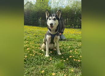 Lejla, geboren 01.09.2020, 51cm sucht ihr Glück