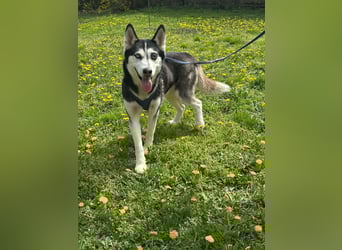 Lejla, geboren 01.09.2020, 51cm sucht ihr Glück