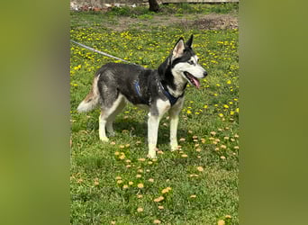 Lejla, geboren 01.09.2020, 51cm sucht ihr Glück