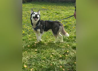 Lejla, geboren 01.09.2020, 51cm sucht ihr Glück