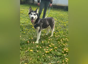 Lejla, geboren 01.09.2020, 51cm sucht ihr Glück