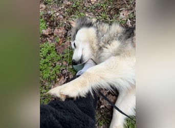 Shara, geboren 01.12.2024, 45cm sucht ihre Menschen