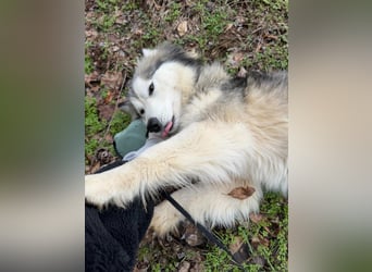 Shara, geboren 01.12.2024, 45cm sucht ihre Menschen