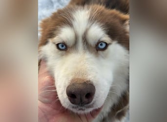 Soalris, geboren 01.06.2020, 49cm sucht Husky Freunde