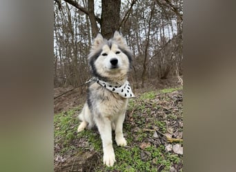 Shara, geboren 01.12.2024, 45cm sucht ihre Menschen