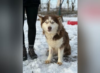 Soalris, geboren 01.06.2020, 49cm sucht Husky Freunde