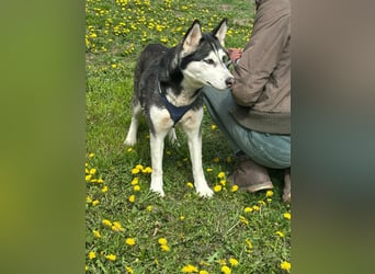 Lejla, geboren 01.09.2020, 51cm sucht ihr Glück