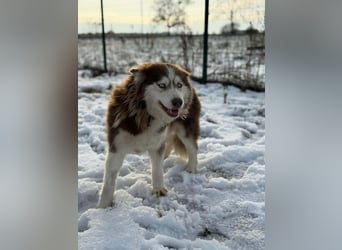 Soalris, geboren 01.06.2020, 49cm sucht Husky Freunde