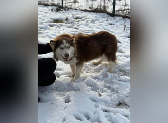 Soalris, geboren 01.06.2020, 49cm sucht Husky Freunde