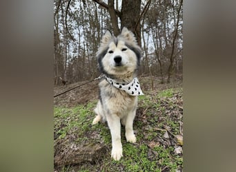 Shara, geboren 01.12.2024, 45cm sucht ihre Menschen