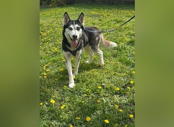 Lejla, geb. 01.09.2020, 50 cm, wartet auf ihr Glück