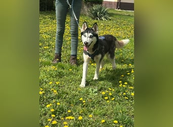 Lejla, geboren 01.09.2020, 51cm sucht ihr Glück