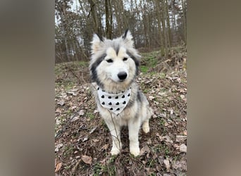 Shara, geboren 01.12.2024, 45cm sucht ihre Menschen