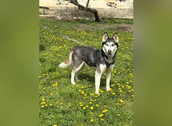 Lejla, geboren 01.09.2020, 51cm sucht ihr Glück