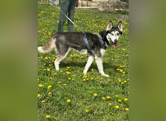 Lejla, geb. 01.09.2020, 50 cm, wartet auf ihr Glück