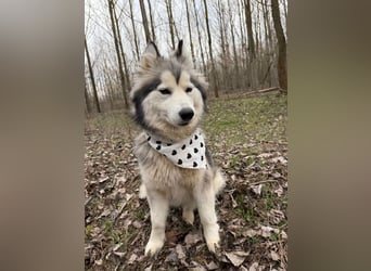 Shara, geboren 01.12.2024, 45cm sucht ihre Menschen