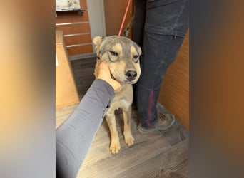 Loki, lieber, menschenbezogener Husky Mischlingsrüde geb. 08/2025