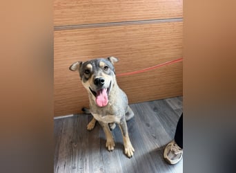 Loki, lieber, menschenbezogener Husky Mischlingsrüde geb. 08/2025