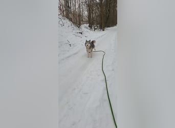 Shara, freundliches Husky Mimx Mädchen geb. 2025