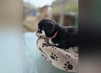 Aisa, hübsches , aktives Husky Viszla Mix Welpenmädchen geb. 2025