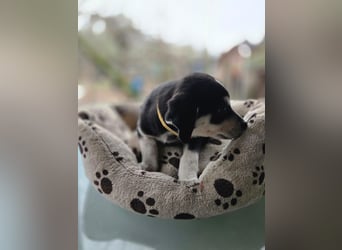 Afra, bildhübsches, aktives Husky / Viszla Mix Welpen Mädchen geb. 2025