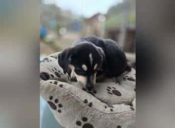 Afra, bildhübsches, aktives Husky / Viszla Mix Welpen Mädchen geb. 2025