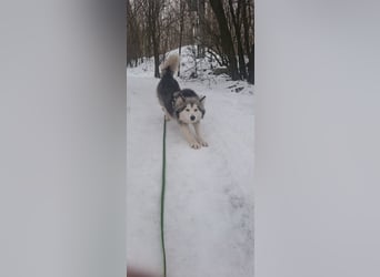 Shara, freundliches Husky Mimx Mädchen geb. 2025