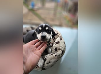 Afra, bildhübsches, aktives Husky / Viszla Mix Welpen Mädchen geb. 2025