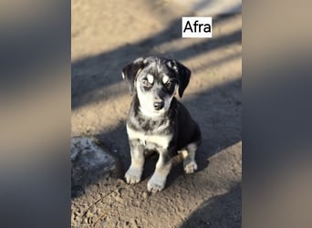 Afra, bildhübsches, aktives Husky / Viszla Mix Welpen Mädchen geb. 2025