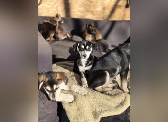 Afra, bildhübsches, aktives Husky / Viszla Mix Welpen Mädchen geb. 2025