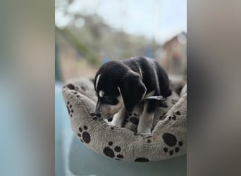 Afra, bildhübsches, aktives Husky / Viszla Mix Welpen Mädchen geb. 2025