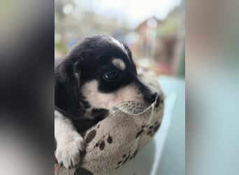 Afra, bildhübsches, aktives Husky / Viszla Mix Welpen Mädchen geb. 2025