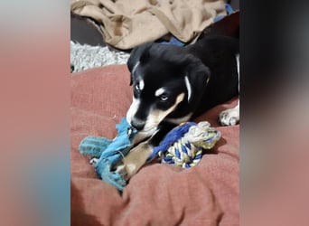 Aisa, hübsches , aktives Husky Viszla Mix Welpenmädchen geb. 2025