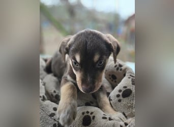 Akasha, aktiver Husky / Viszla Mix Welpe geb. 2025