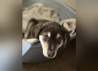 Akasha, aktiver Husky / Viszla Mix Welpe geb. 2025