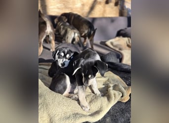 Afra, bildhübsches, aktives Husky / Viszla Mix Welpen Mädchen geb. 2025