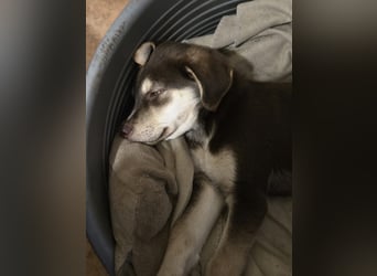 Akasha, aktiver Husky / Viszla Mix Welpe geb. 2025