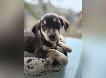 Akasha, aktiver Husky / Viszla Mix Welpe geb. 2025