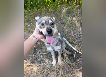 Loki, lieber, menschenbezogener Husky Mischlingsrüde geb. 08/2025