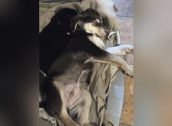 Akasha, aktiver Husky / Viszla Mix Welpe geb. 2025