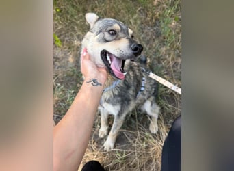 Loki, lieber, menschenbezogener Husky Mischlingsrüde geb. 08/2025