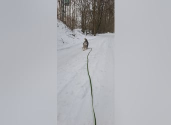 Shara, freundliches Husky Mimx Mädchen geb. 2025