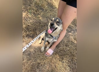 Loki, lieber, menschenbezogener Husky Mischlingsrüde geb. 08/2025