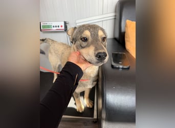 Loki, lieber, menschenbezogener Husky Mischlingsrüde geb. 08/2025