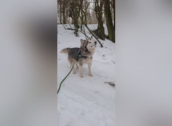 Shara, freundliches Husky Mimx Mädchen geb. 2025