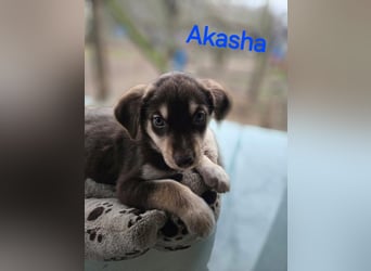 Akasha, aktiver Husky / Viszla Mix Welpe geb. 2025
